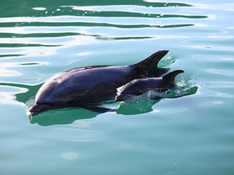 下田海中水族館でイルカの赤ちゃんが誕生お乳も飲み、お母さんと仲良く泳ぐ姿も