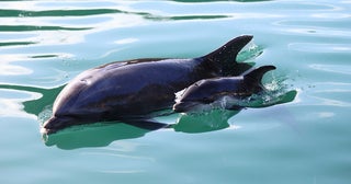 下田海中水族館でイルカの赤ちゃんが誕生お乳も飲み、お母さんと仲良く泳ぐ姿も