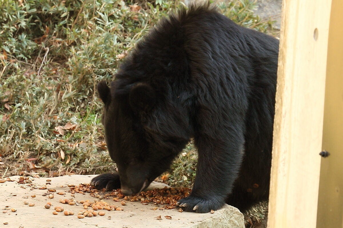 「ドングリ不作」とクマ出没の本当の関係──なぜクマは人里へ現れるのか？ 出没増加の背景を科学的に読み解く